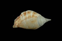 藏品(豐滿鳳凰螺)的圖片